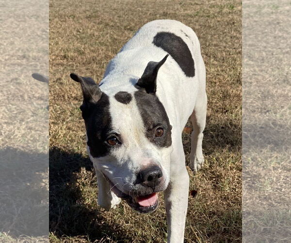 Medium Photo #2 American Pit Bull Terrier Puppy For Sale in Virginia Beach, VA, USA