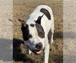 Small #1 American Pit Bull Terrier