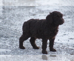 Small Photo #4 Labradoodle Puppy For Sale in MEMPHIS, MO, USA