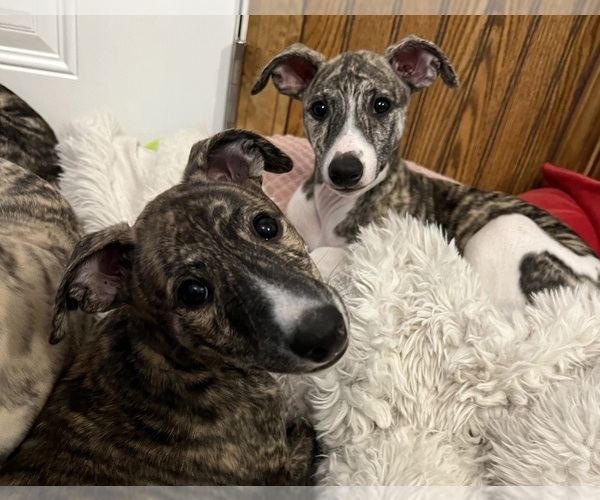Medium Photo #3 Whippet Puppy For Sale in SOUTH SIOUX CITY, NE, USA