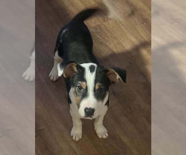 Medium Photo #14 Jack Russell Terrier-Unknown Mix Puppy For Sale in New York, NY, USA