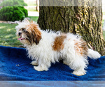 Small #10 Shih Tzu