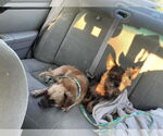 Small Photo #7 Cairanian Puppy For Sale in Lewistown, PA, USA