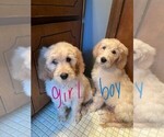Small Photo #3 Goldendoodle Puppy For Sale in LAPEER, MI, USA