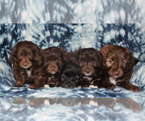 Medium Photo #2 Aussiedoodle Miniature  Puppy For Sale in NAMPA, ID, USA