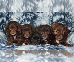 Small Photo #2 Aussiedoodle Miniature  Puppy For Sale in NAMPA, ID, USA