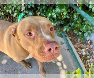 American Pit Bull Terrier Dogs for adoption in Santa Rosa, CA, USA