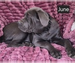 Small #4 Cane Corso