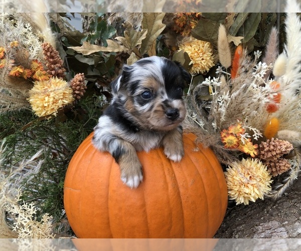 Medium Photo #1 Australian Shepherd-Chihuahua Mix Puppy For Sale in SHERMAN, TX, USA