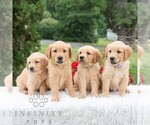 Small Photo #2 Golden Retriever Puppy For Sale in NEWPORT, PA, USA