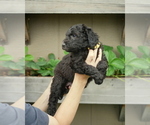 Small Photo #4 Goldendoodle Puppy For Sale in LAKEWOOD, WA, USA