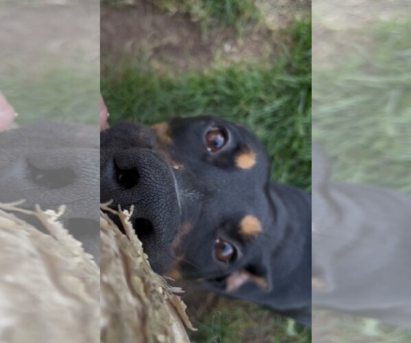 Medium Photo #3 Doberman Pinscher-Unknown Mix Puppy For Sale in Minneaoplis, MN, USA