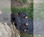 Small #2 Doberman Pinscher Mix