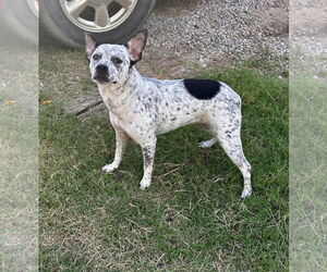 Mutt Dogs for adoption in Minneapolis, MN, USA