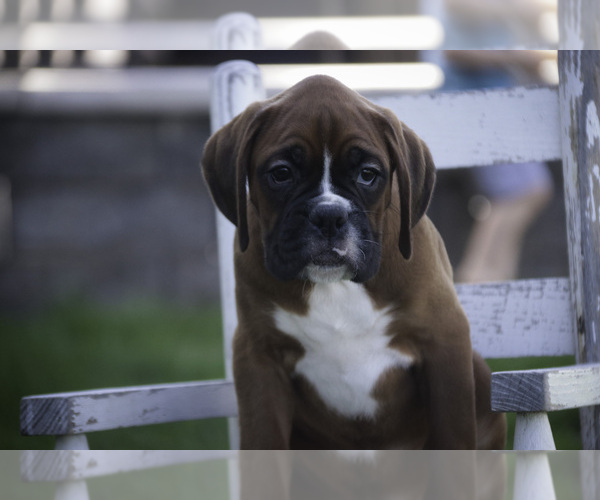 Medium Photo #4 Boxer Puppy For Sale in SHIPSHEWANA, IN, USA
