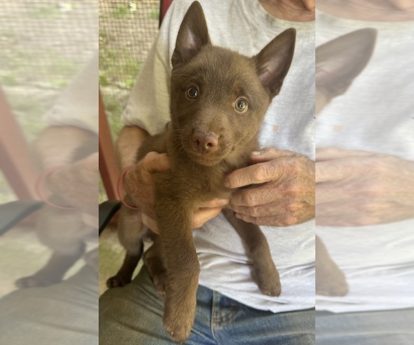 Medium Photo #1 Schipperke Puppy For Sale in CARROLLTON, GA, USA