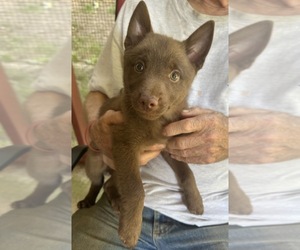 Schipperke Puppy for sale in CARROLLTON, GA, USA