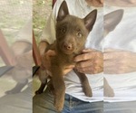 BROWNIE - Male Schipperke Puppy for Sale - Small photo