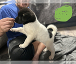 Small Photo #3 Akita Puppy For Sale in CONROE, TX, USA