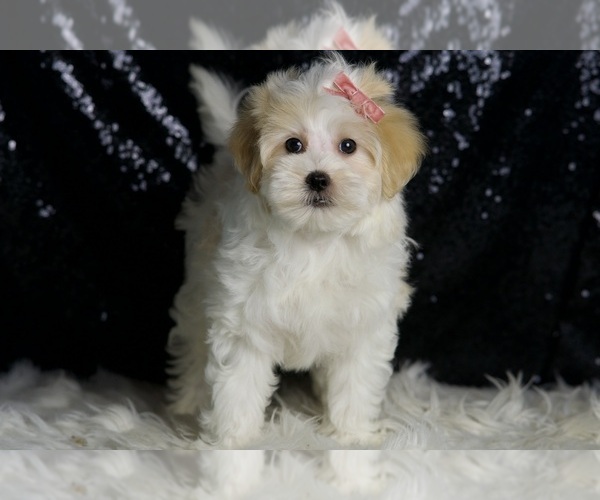 Medium Photo #5 Maltipoo Puppy For Sale in WARSAW, IN, USA