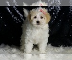Small #4 Maltipoo