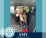 Small #2 American Pit Bull Terrier-Labrador Retriever Mix
