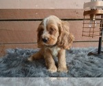 Small Photo #4 English Cocker Spaniel Puppy For Sale in HONEY BROOK, PA, USA