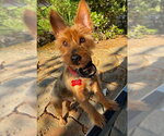 Small #1 Mutt