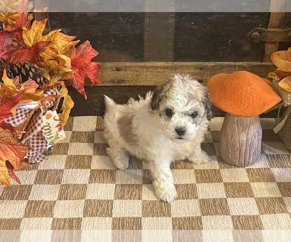 Medium Photo #3 Cavachon Puppy For Sale in FULTON, KS, USA