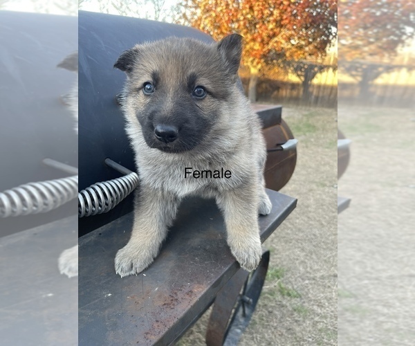Medium Photo #6 German Shepherd Dog Puppy For Sale in DALLAS, TX, USA