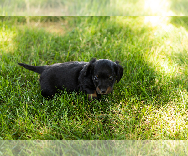 Medium Photo #3 Dachshund Puppy For Sale in NAPPANEE, IN, USA