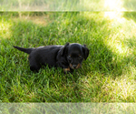 Small #2 Dachshund