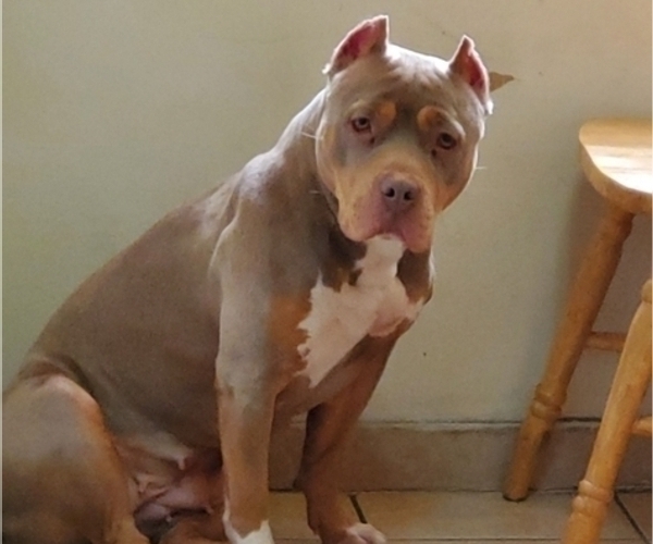 Medium Photo #1 American Bully Puppy For Sale in BRONX, NY, USA