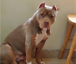 Mother of the American Bully puppies born on 11/27/2022
