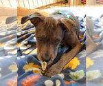 Small #3 Great Dane Mix