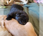 Small #6 Labrador Retriever