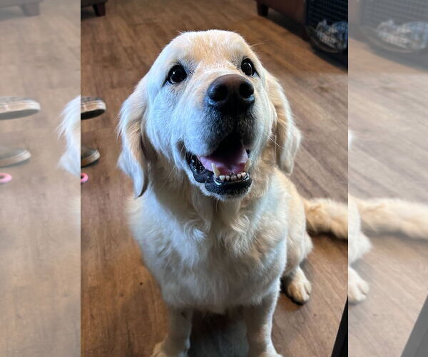 Medium Photo #1 Golden Retriever Puppy For Sale in Pacolet, SC, USA