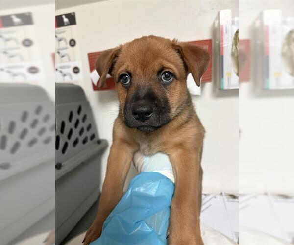 Medium Photo #1 Border Collie-Texas Heeler Mix Puppy For Sale in Bakersfield, CA, USA