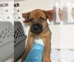 Border Collie-Texas Heeler Mix Dogs for adoption in Bakersfield, CA, USA