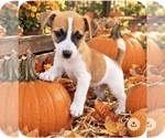 Image preview for Ad Listing. Nickname: Marsh