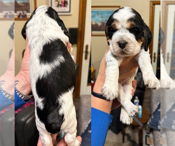 Medium Photo #6 English Springer Spaniel Puppy For Sale in PILLAGER, MN, USA
