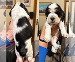 Puppy Puppy 5 English Springer Spaniel