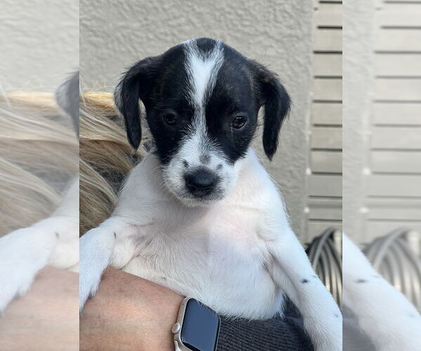 Medium Photo #3 Labrador Retriever-Unknown Mix Puppy For Sale in Dana Point, CA, USA