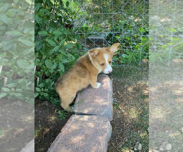 Medium Photo #2 Aussie-Corgi Puppy For Sale in BRIGGSDALE, CO, USA
