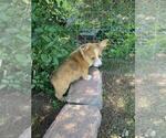 Small #1 Aussie-Corgi