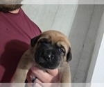 Small #2 Anatolian Shepherd-English Mastweiler Mix
