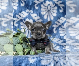 French Bulldog Puppy for sale in QUARRYVILLE, PA, USA