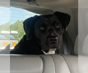 Boxer-Unknown Mix Dogs for adoption in Decatur, GA, USA