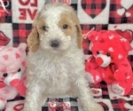 Puppy Roxas Goldendoodle