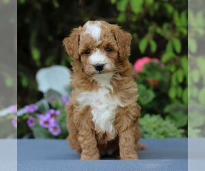 Goldendoodle (Miniature) Puppy for sale in EAST EARL, PA, USA
